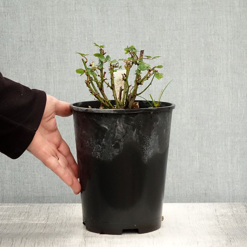 Example of Rosier nain Sweet Dream Pot de 3L/4L as you get in automne