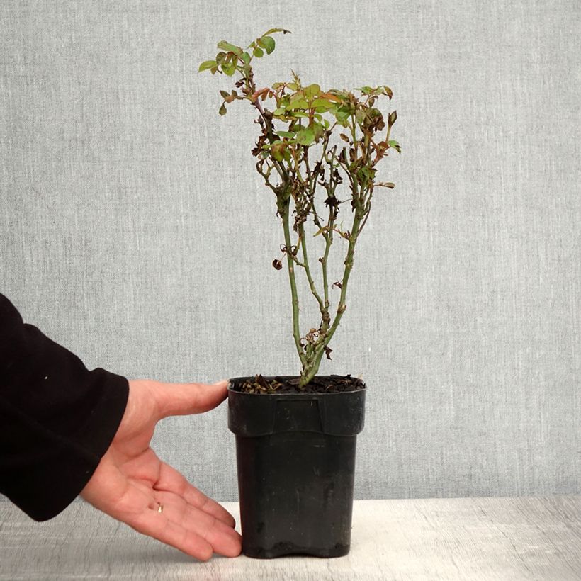 Example of Rosier nain Zepeti  Pot de 10 cm/11cm as you get in printemps