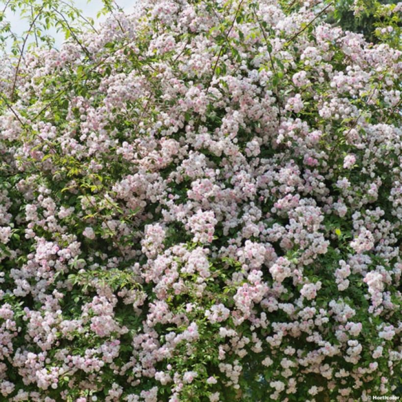 Rosier liane Paul's Himalayan Musk (Plant habit)