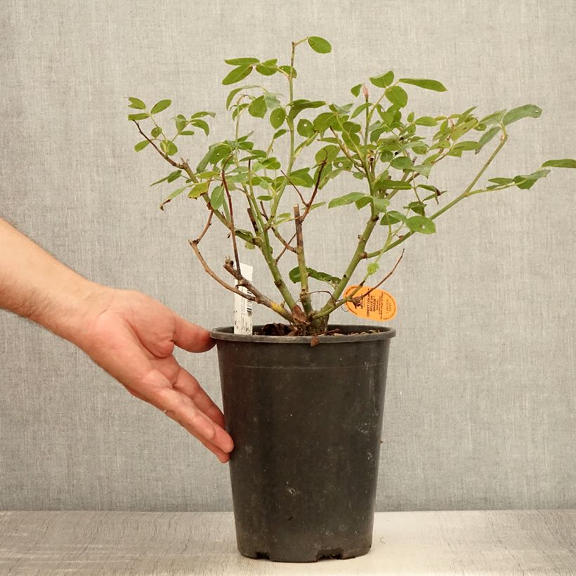 Example of Rosier paysager Street Colors Belle de Grasse  Pot de 4L/5L as you get in ete