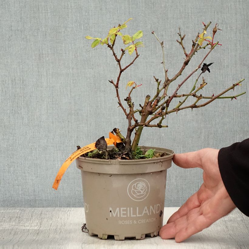 Example of Rosier paysager Street Colors Moulin Rouge Meitralight Pot de 4L/5L as you get in automne