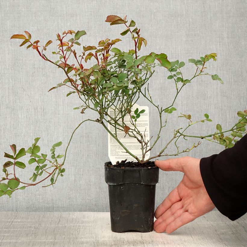 Example of Rosier paysager Street Colors Rêve de Paris Meilowmye Pot de 10 cm/11cm as you get in printemps