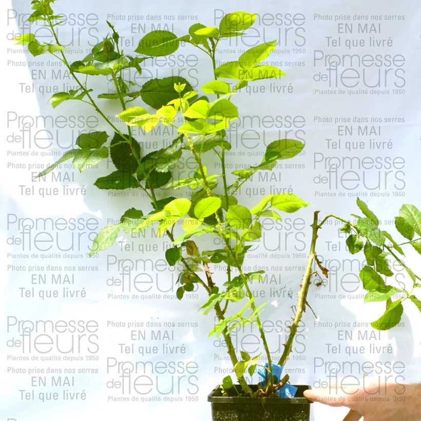 Example of Rosier Generosa Reine Sammut Pot de 4L/5L as you get