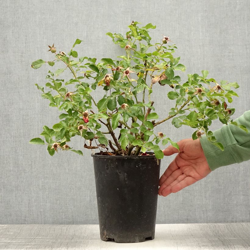 Example of Rosier Rigo Rosen Caracho Pot de 3L/4L as you get in ete