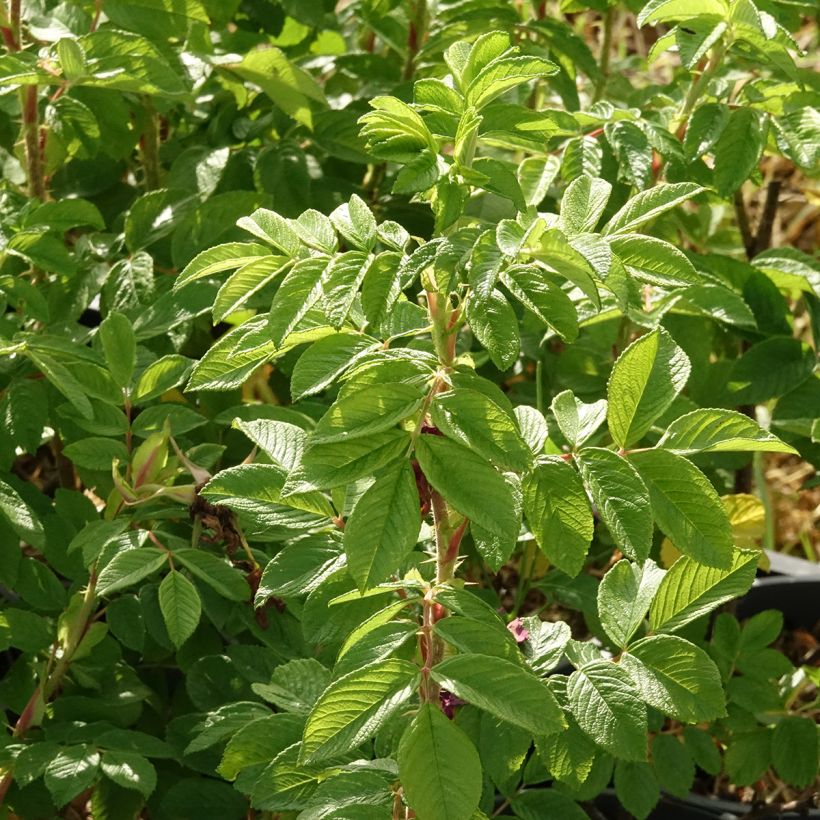Rosier rugosa Hansa (Foliage)
