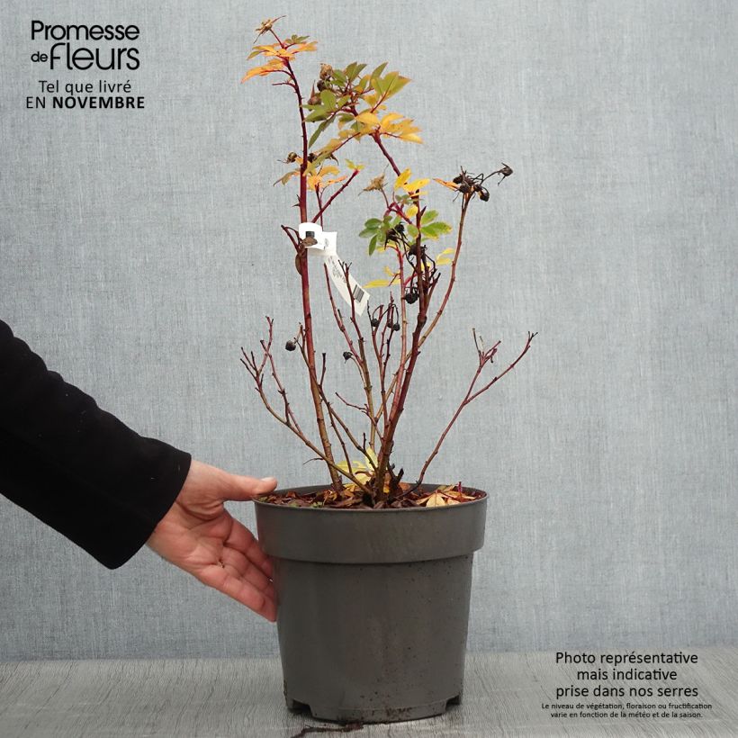 Example of Rosier rugosa Jam-a-licious Pot de 4L/5L as you get in automne