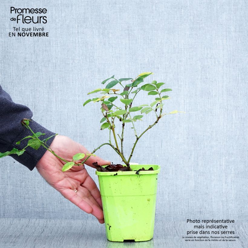 Example of Rosier See You In Pink Pot de 3L/4L as you get in automne