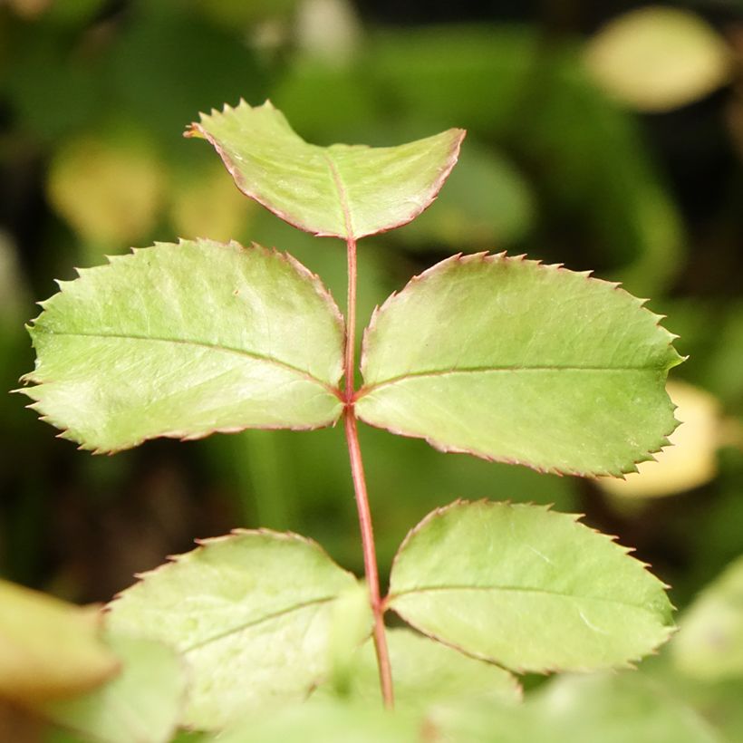 Rosier See You In Pink (Foliage)
