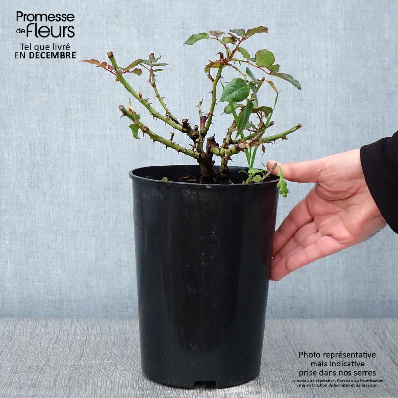 Example of Rosier See You In Red Pot de 4L/5L as you get in automne