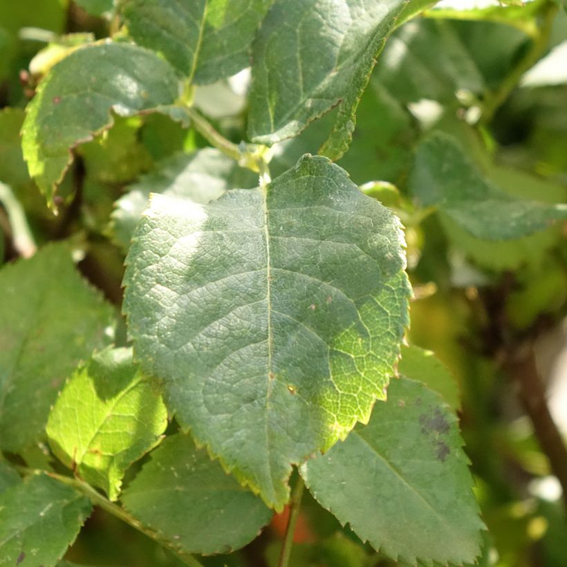 Rosier Tige anglais David Austin Gabriel Oak  (Foliage)