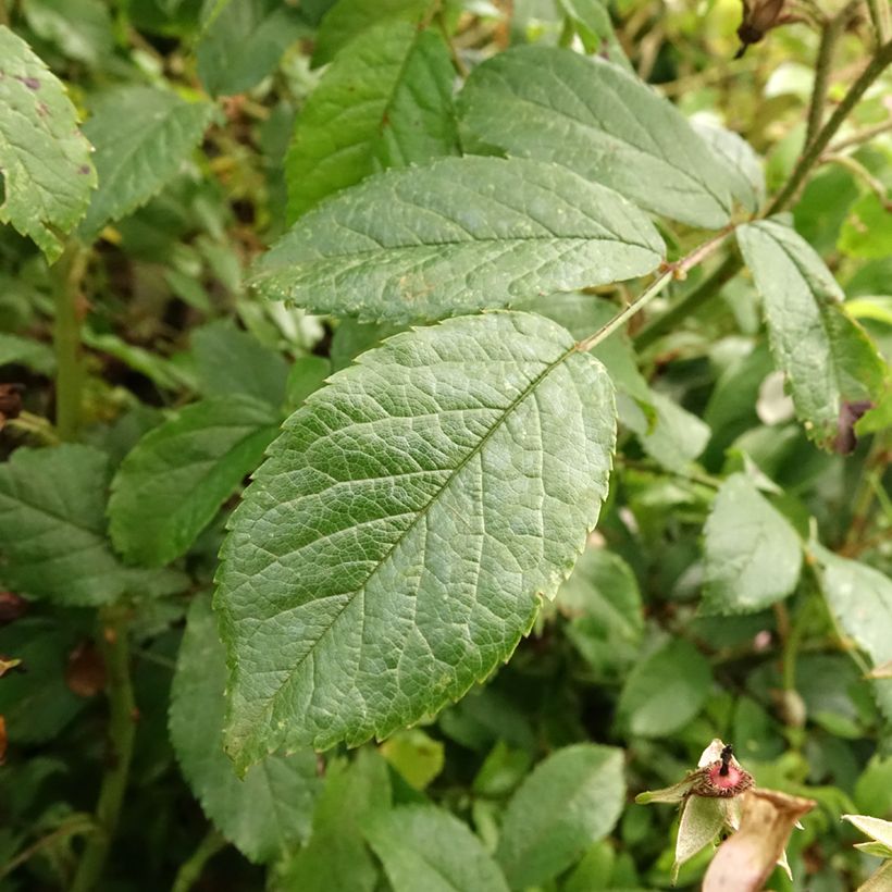 Rosier tige Ballerina  (Foliage)