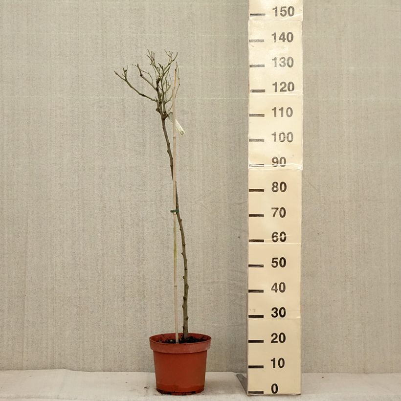 Example of Rosier Tige David Austin Claire Austin Pot de 7,5L/10L, Tige as you get in automne