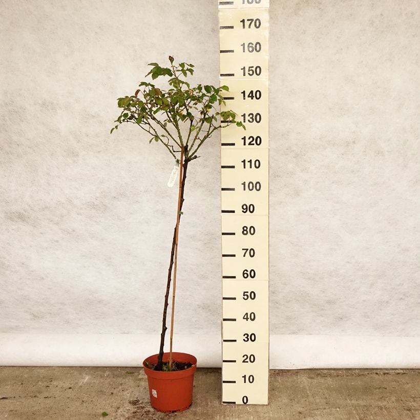Example of Rosier Tige David Austin Darcey Bussel Pot de 7,5L/10L, Tige as you get in printemps
