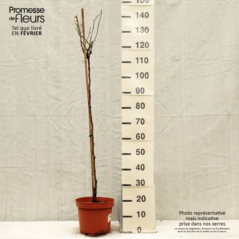 Example of Rosier Tige David Austin Desdemona Pot de 7,5L/10L, Tige as you get in hiver