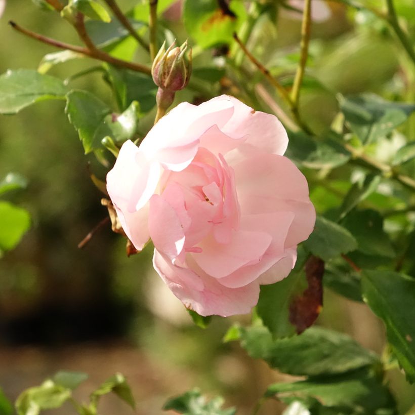 Rosier tige Decorosier Mareva (Flowering)