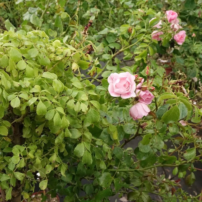 Rosier tige Decorosier Mareva (Plant habit)