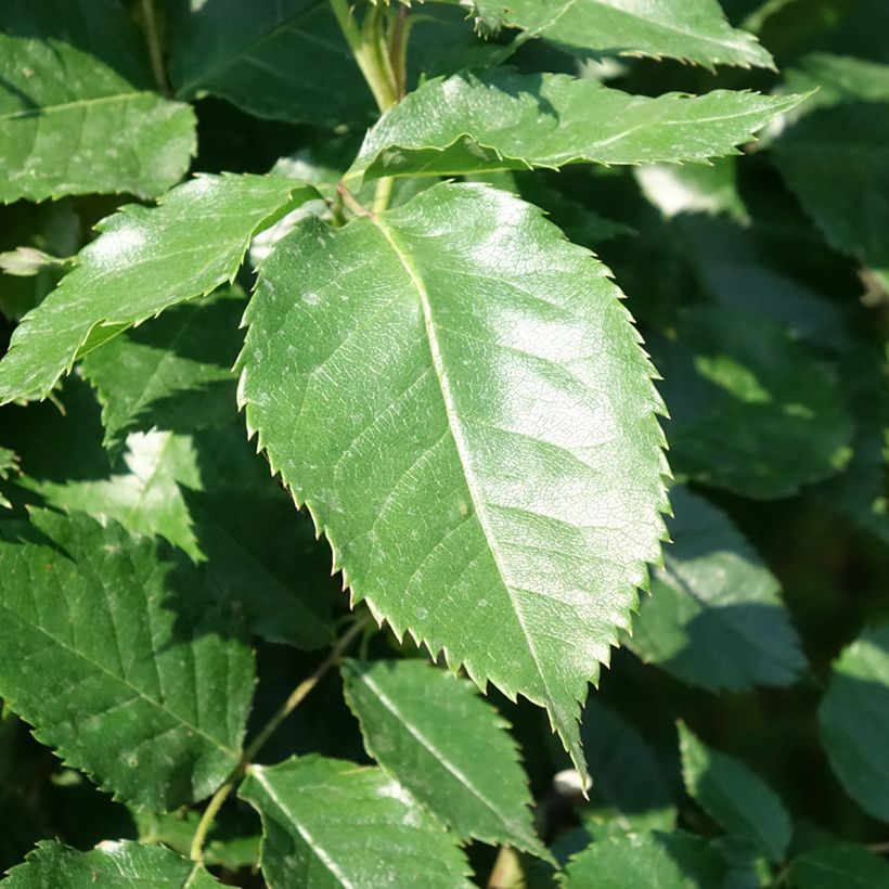 Rosier tige Friesia (Foliage)