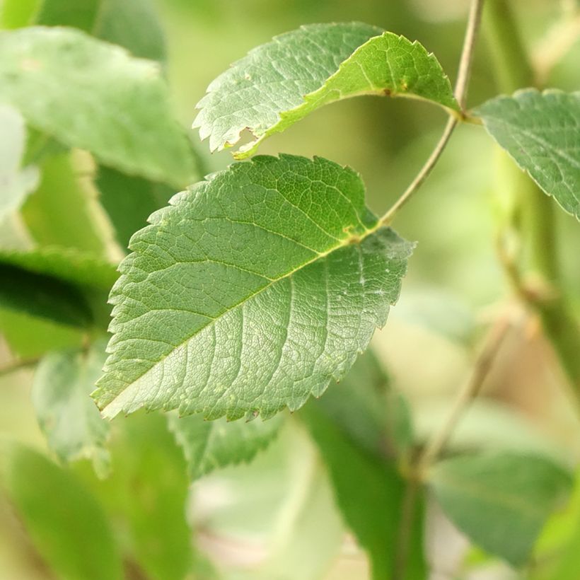 Rosier tige Guirlande d'Amour (Foliage)