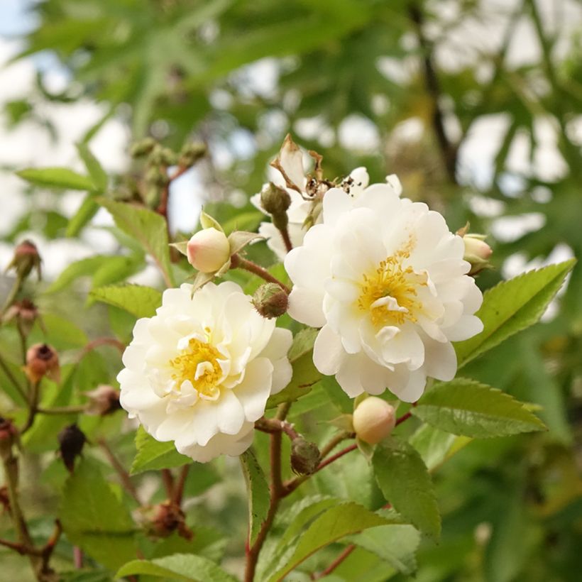 Rosier tige Guirlande d'Amour (Flowering)