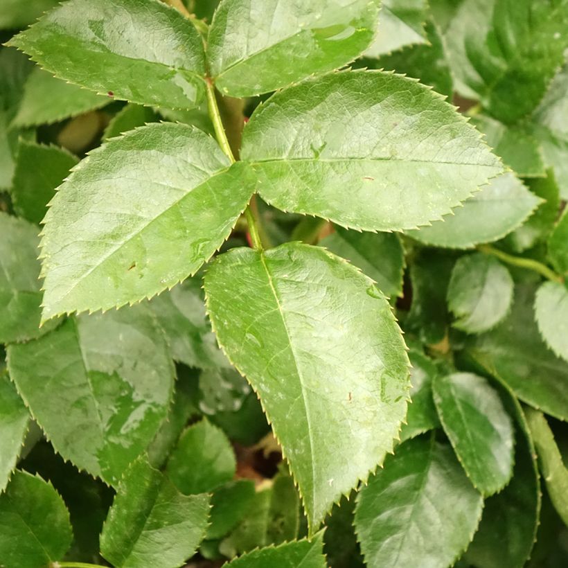 Rosier tige Hansestadt Rostock (Foliage)