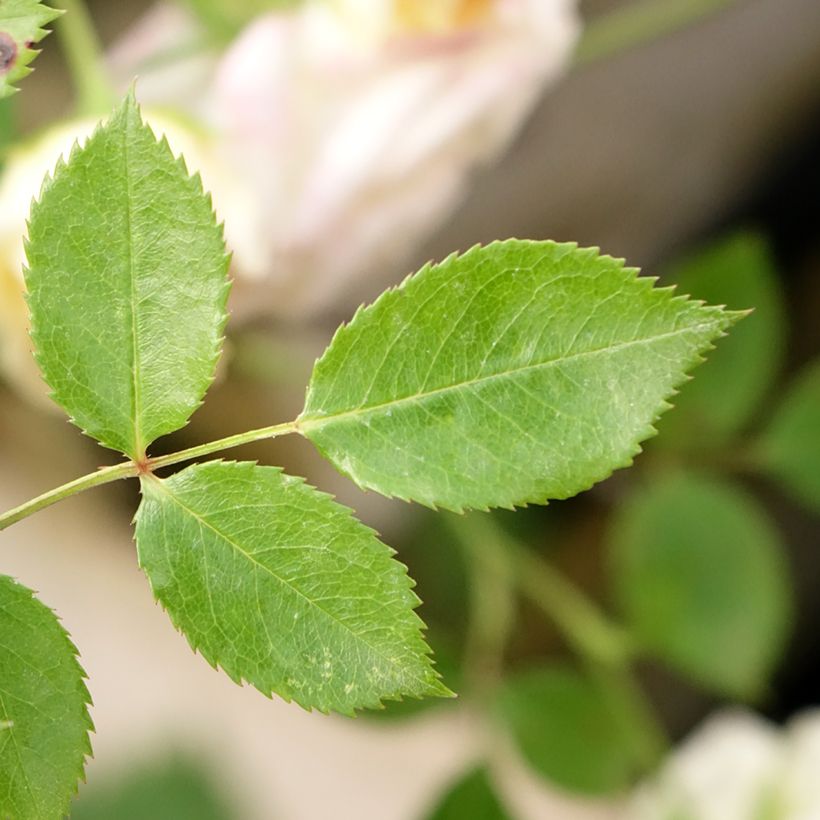 Rosier Tige Honeymilk  (Foliage)