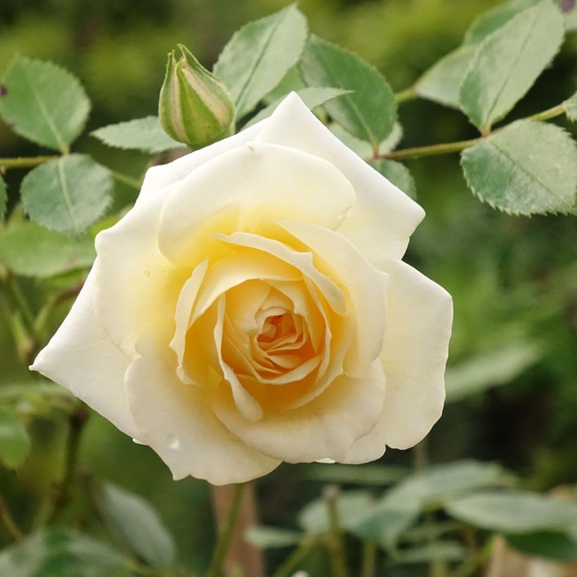 Rosier Tige Honeymilk  (Flowering)