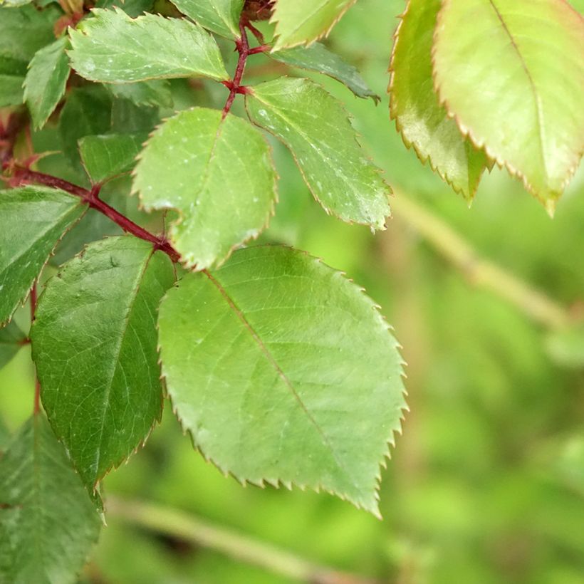 Rosier tige Jubilé du Prince de Monaco (Foliage)