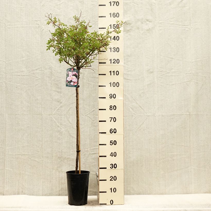 Example of Rosier tige Lavender Dream Pot de 7,5L/10L, Tige as you get in printemps