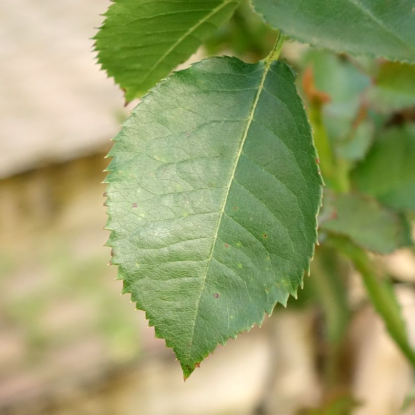 Rosier tige Minerva (Foliage)