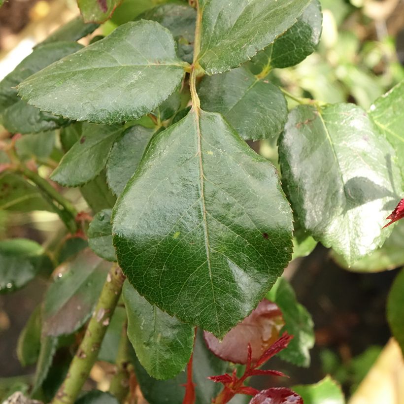 Rosier tige hybride de Thé Nostalgie (Foliage)