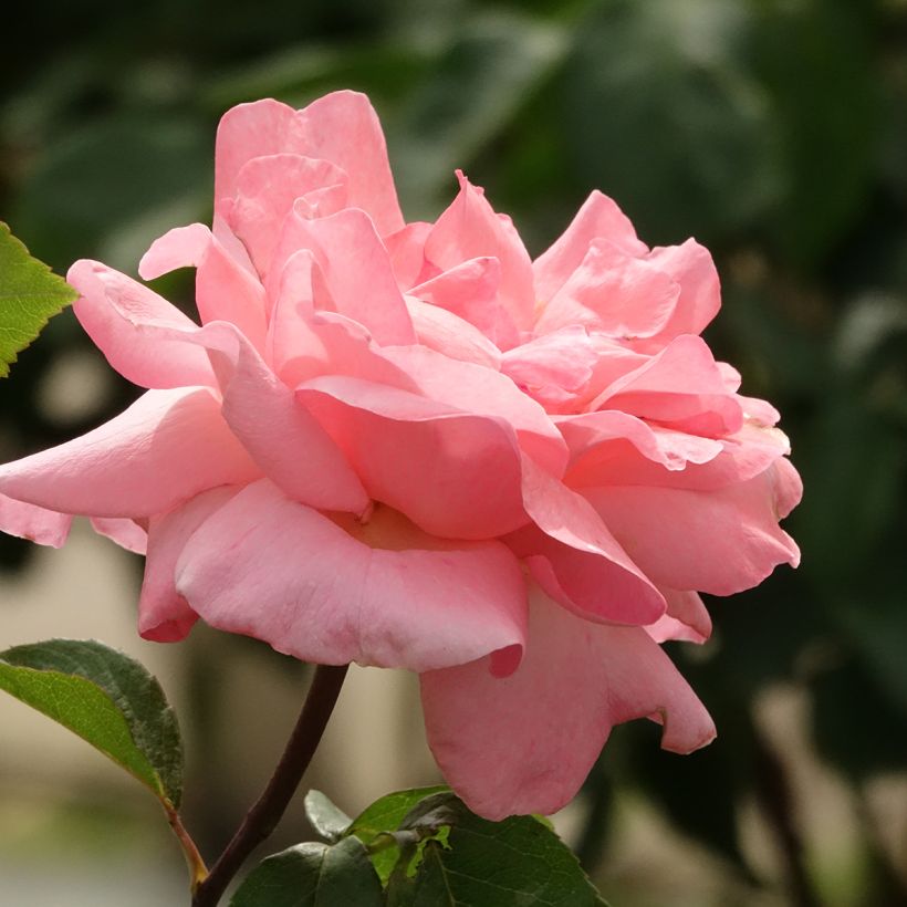 Rosier tige Queen Elisabeth (Flowering)