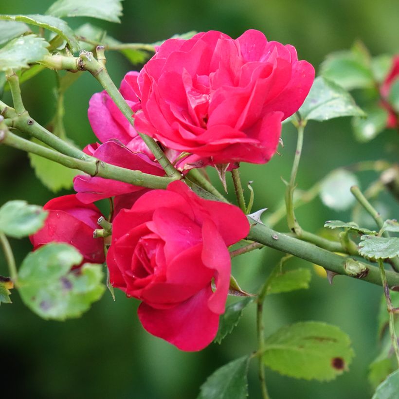 Rosier tige Toscana (Flowering)