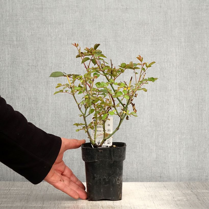 Example of Rosier Urban Streetlight Rekord Cubana Pot de 10 cm/11cm as you get in printemps