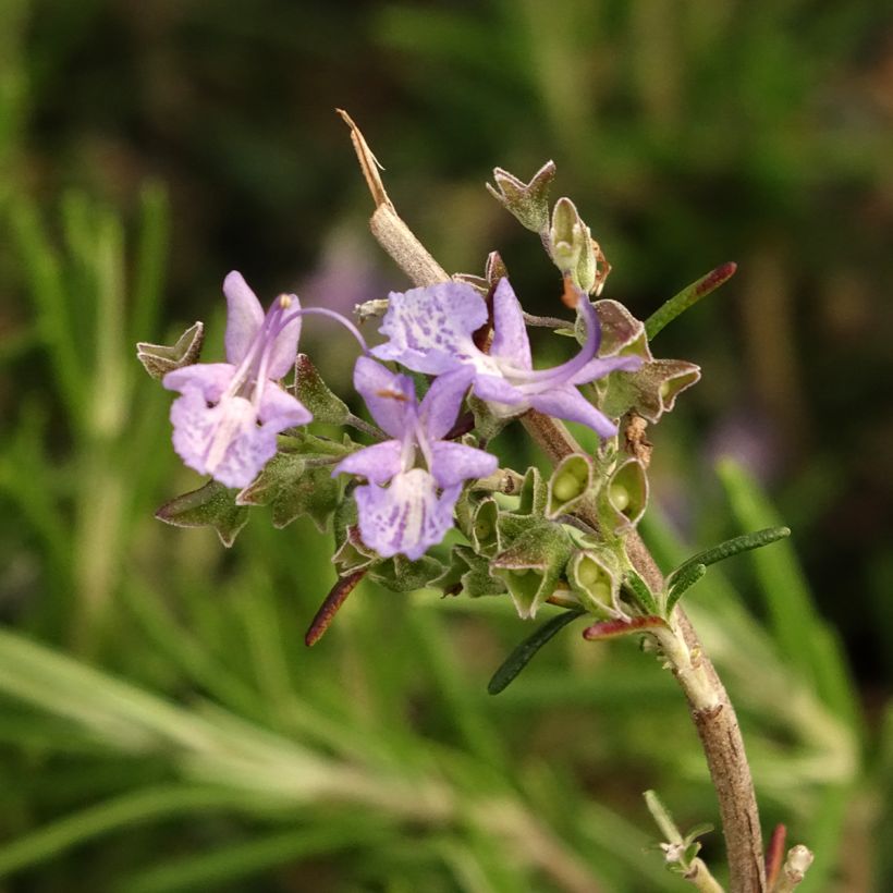 Rosmarinus officinalis Corsican Blue - Romarin (Flowering)