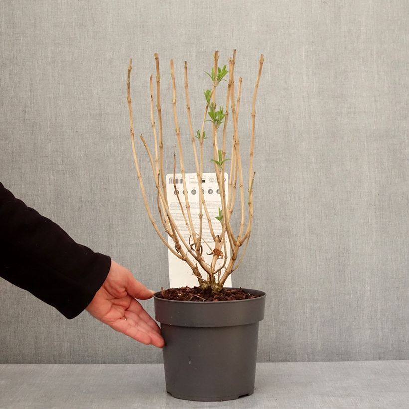 Example of Rostrinucula dependens - Menthe en arbre Pot de 3L/4L as you get in hiver