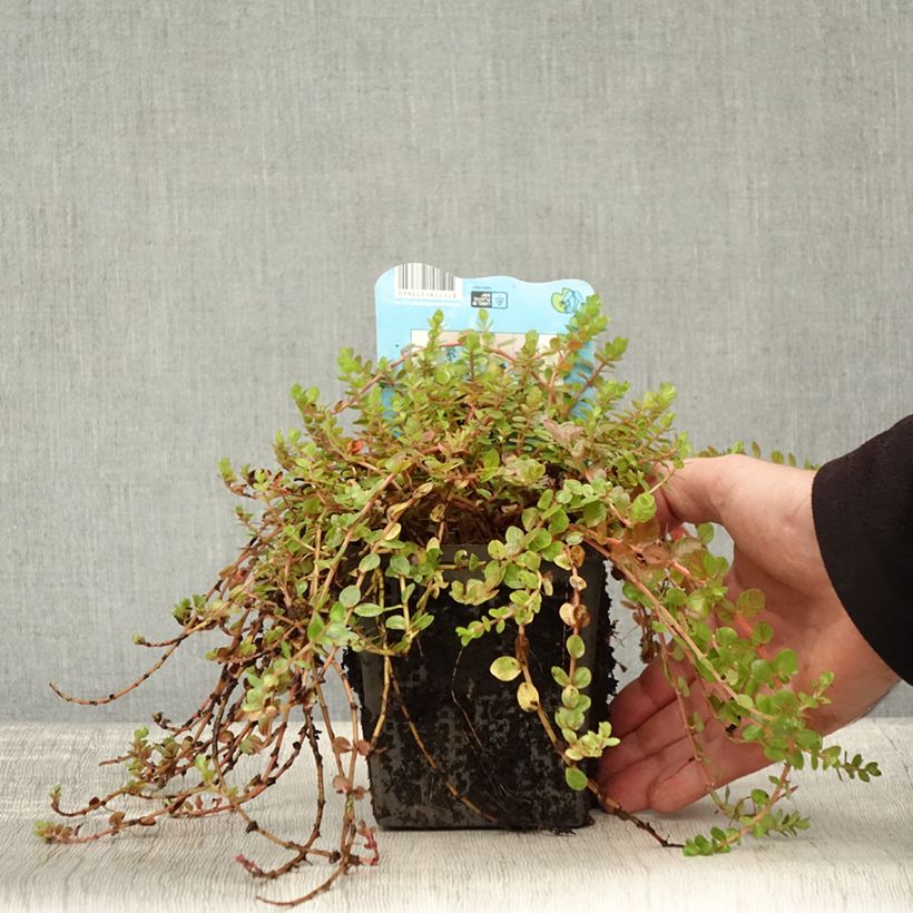 Example of Rotala indica - Rotala des Indes Pot de 1L/1,5L as you get in automne