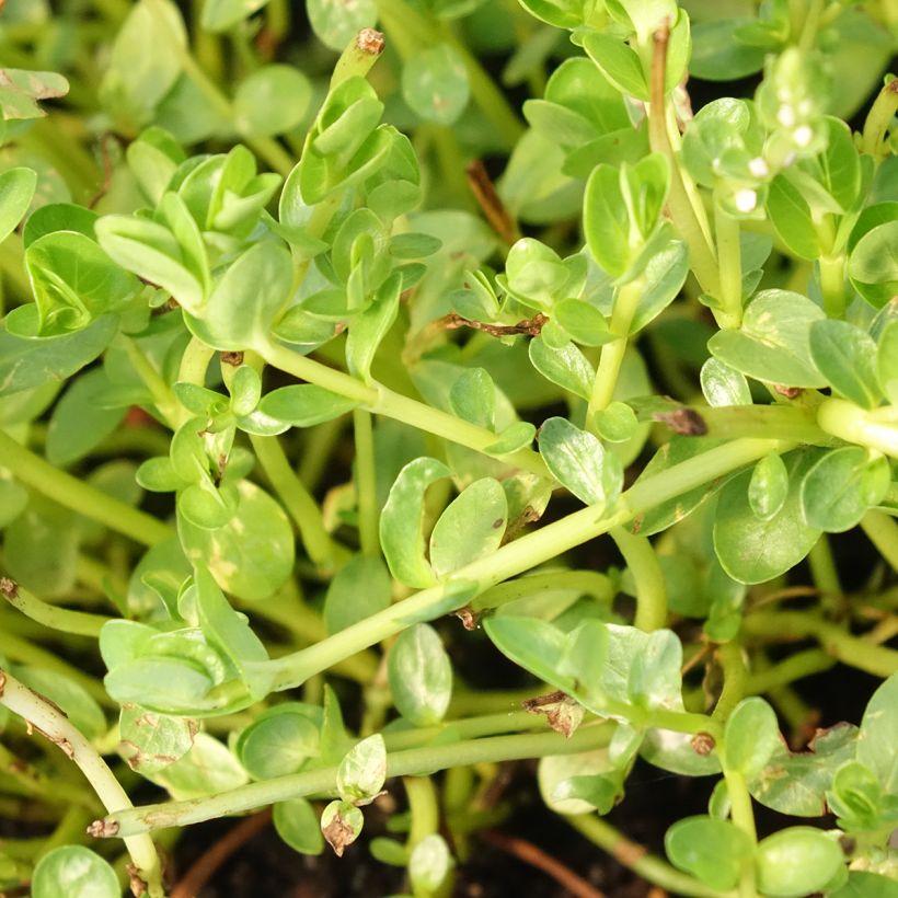 Rotala rotundifolia Green - Rotala à feuilles rondes (Foliage)
