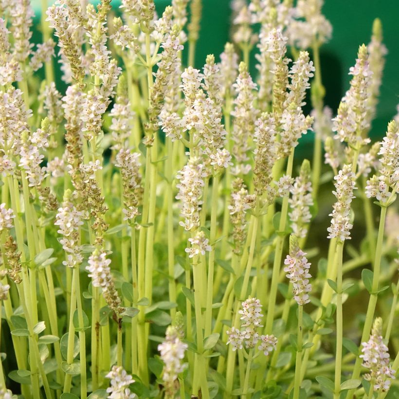 Rotala rotundifolia Green - Rotala à feuilles rondes (Flowering)