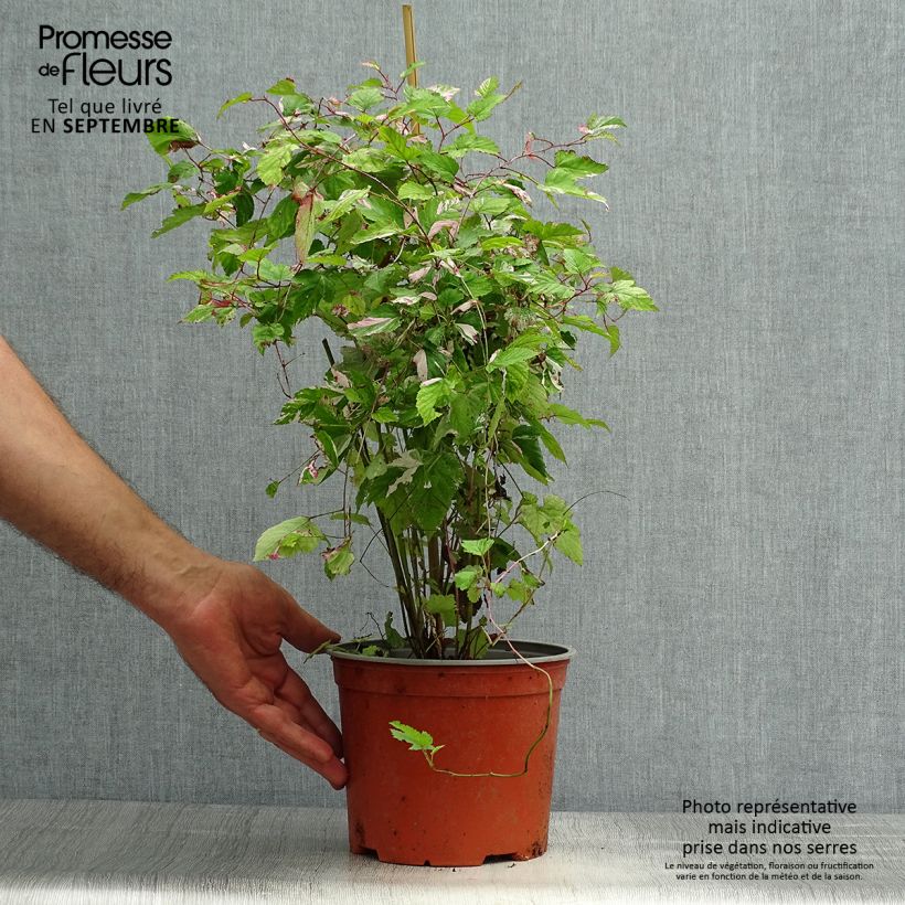 Example of Rubus microphyllus Variegatus - Ronce d'ornement panachée Pot de 3L/4L as you get in automne