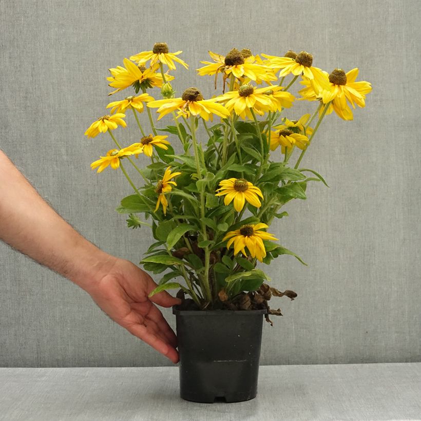Example of Rudbeckia annuel Sunbeckia Ophelia Pot de 2L/3L as you get in ete