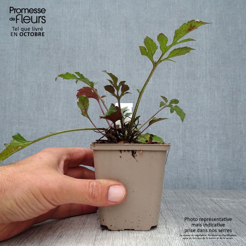 Example of Rudbeckia triloba Prairie Glow Godet de 8/9 cm as you get in automne