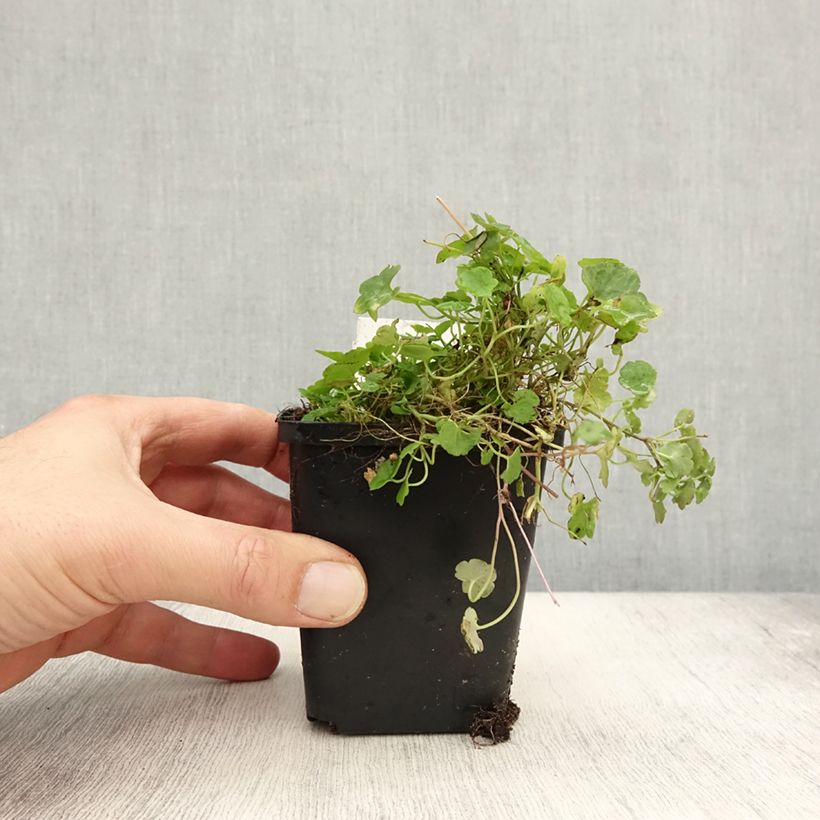 Example of Ruine de Rome - Cymbalaria muralis Godet de 8/9 cm as you get in automne