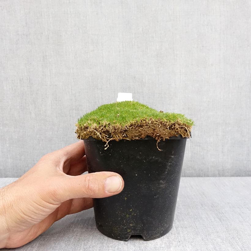 Example of Sagina Green Moss - Sagine subulée Pot de 1,5L/2L as you get in printemps
