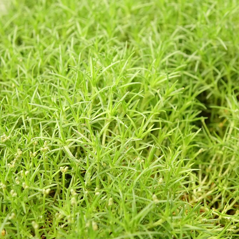 Sagina subulata Pine Green - Sagine subulée (Foliage)