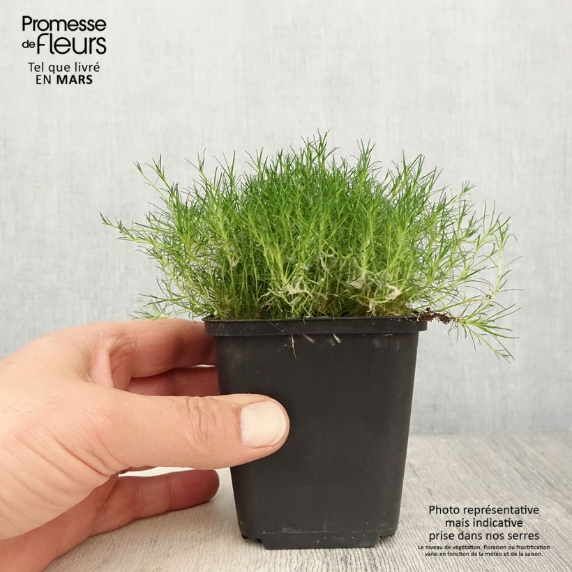 Example of Sagina subulata Scottish Moss - Sagine subulée Godet de 8/9 cm as you get in printemps