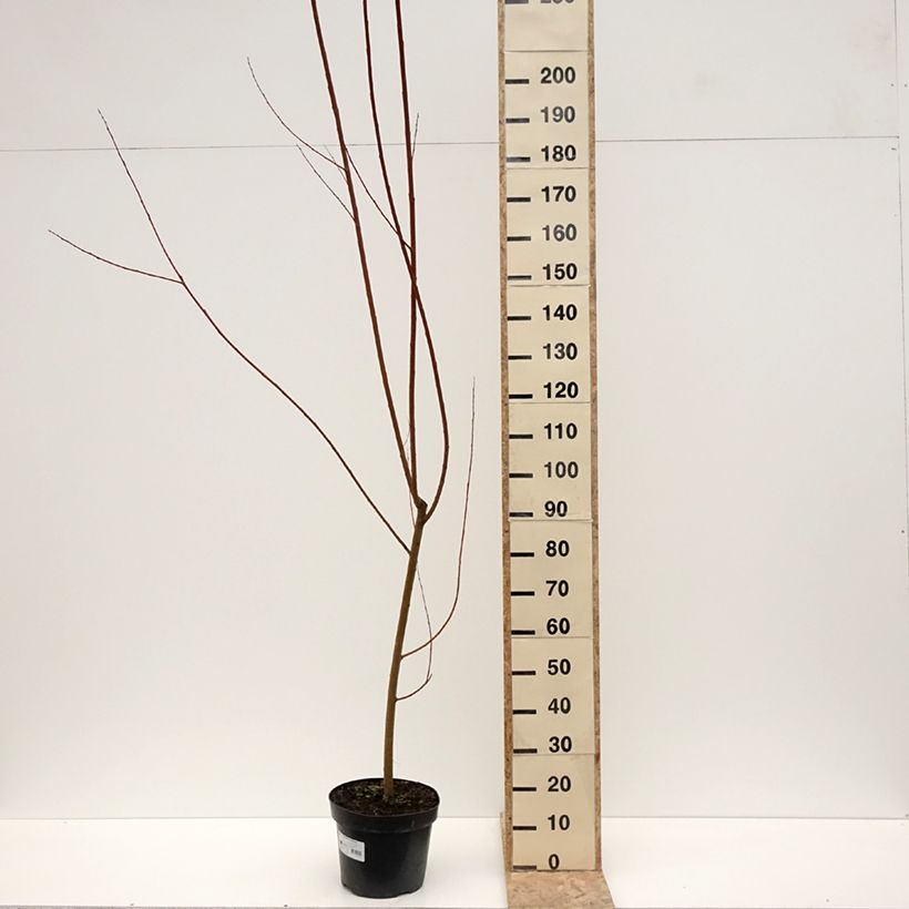 Example of Salix alba Strachowo - Saule blanc à bois orange Pot de 7,5L/10L as you get in hiver