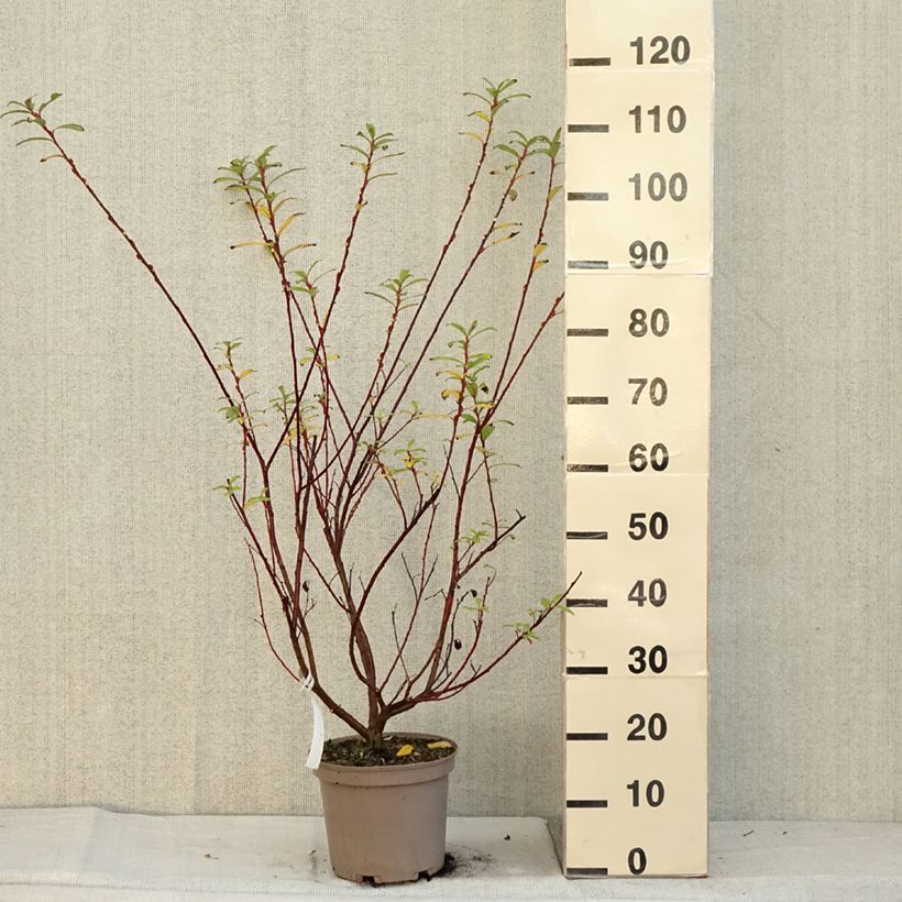 Example of Salix chaenomeloides Mount Aso - Saule japonais Pot de 4L/5L as you get in automne