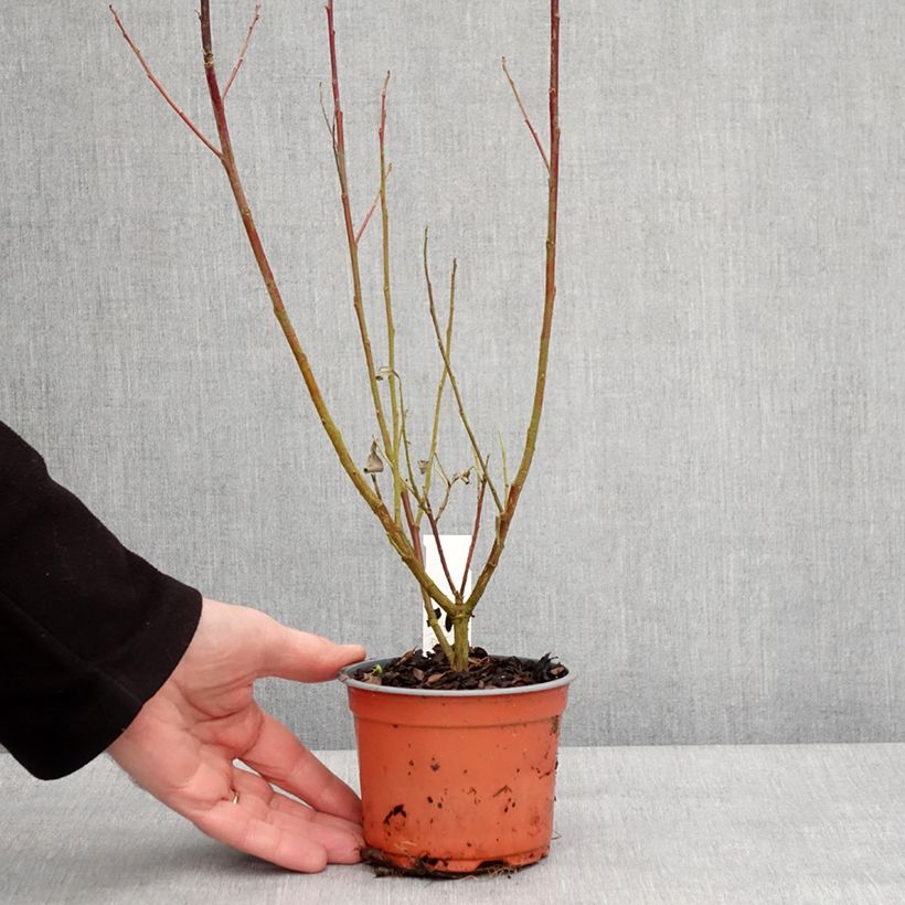 Example of Salix chaenomeloides Mount Aso - Saule japonais Godet de 8/9 cm as you get in hiver