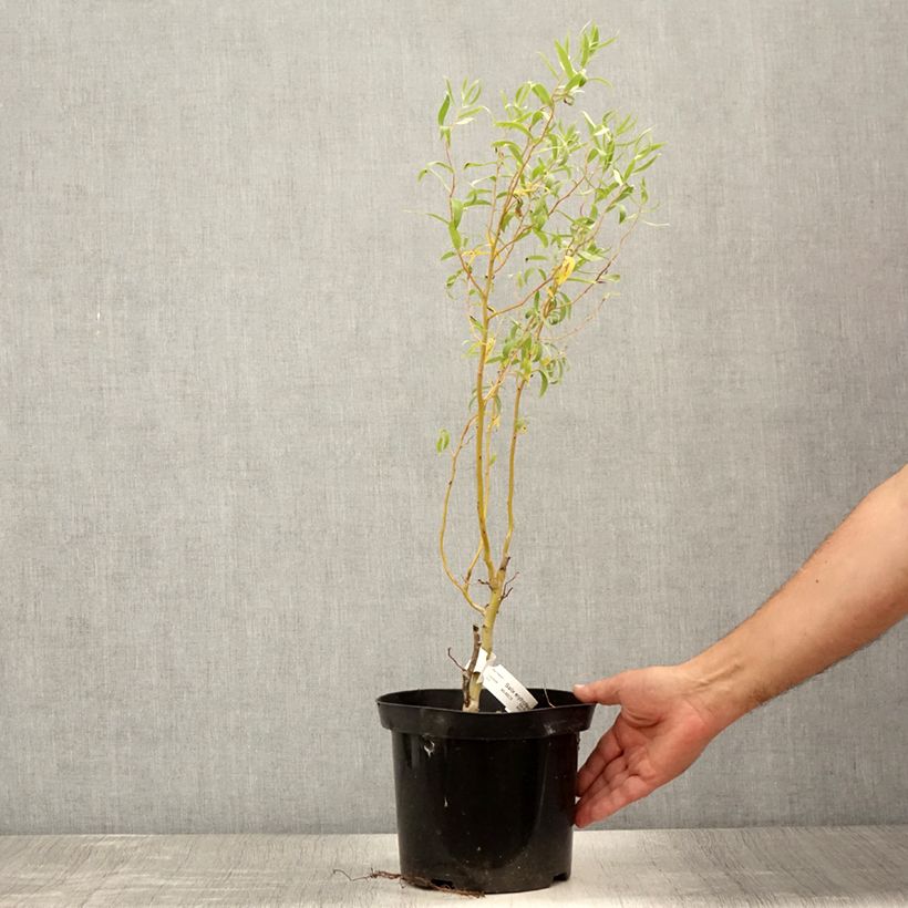 Example of Salix erythroflexuosa - Saule tortueux Pot de 3L/4L as you get in ete