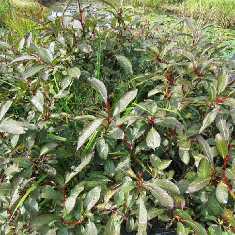 Salix fargesii - Saule de Farges (Plant habit)